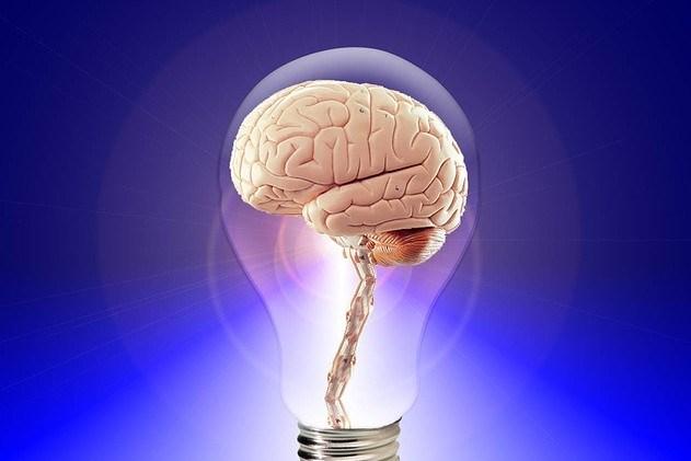 The human brain