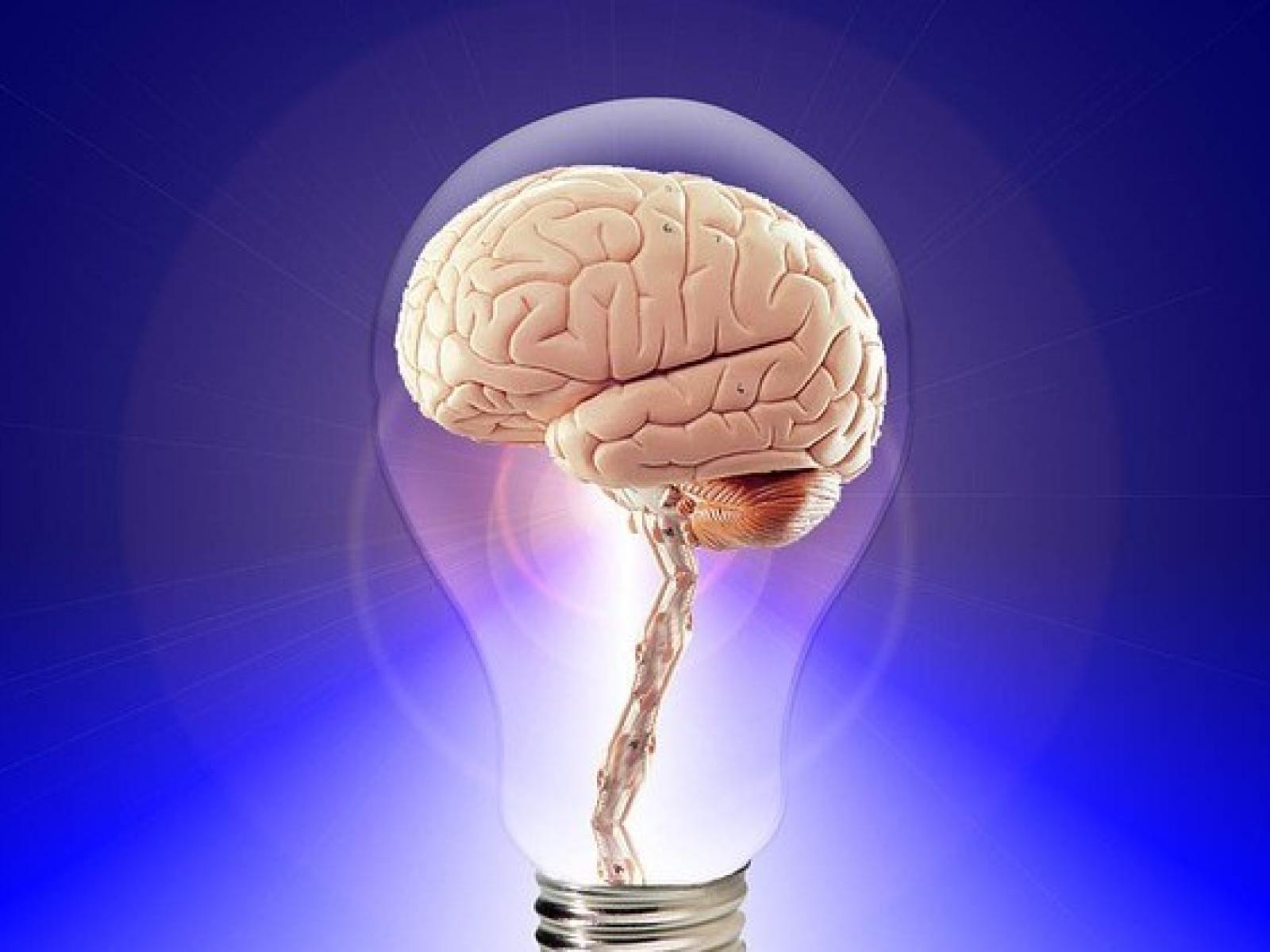 The human brain
