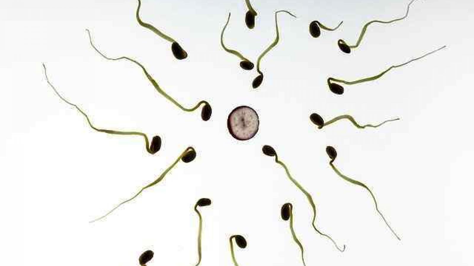 Fertilisation