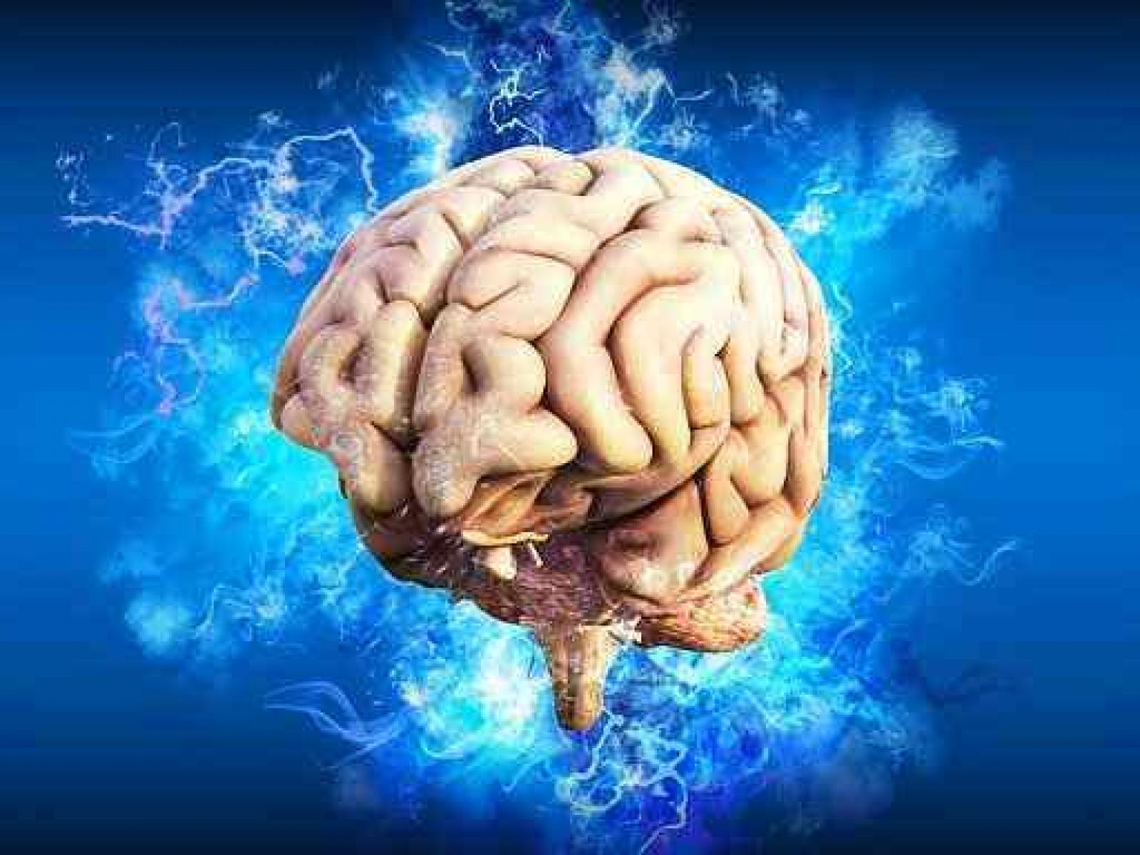 The human brain