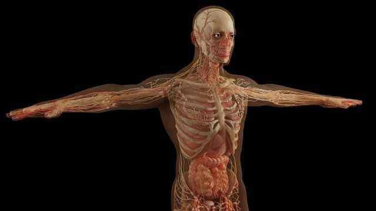 Musculoskeletal System