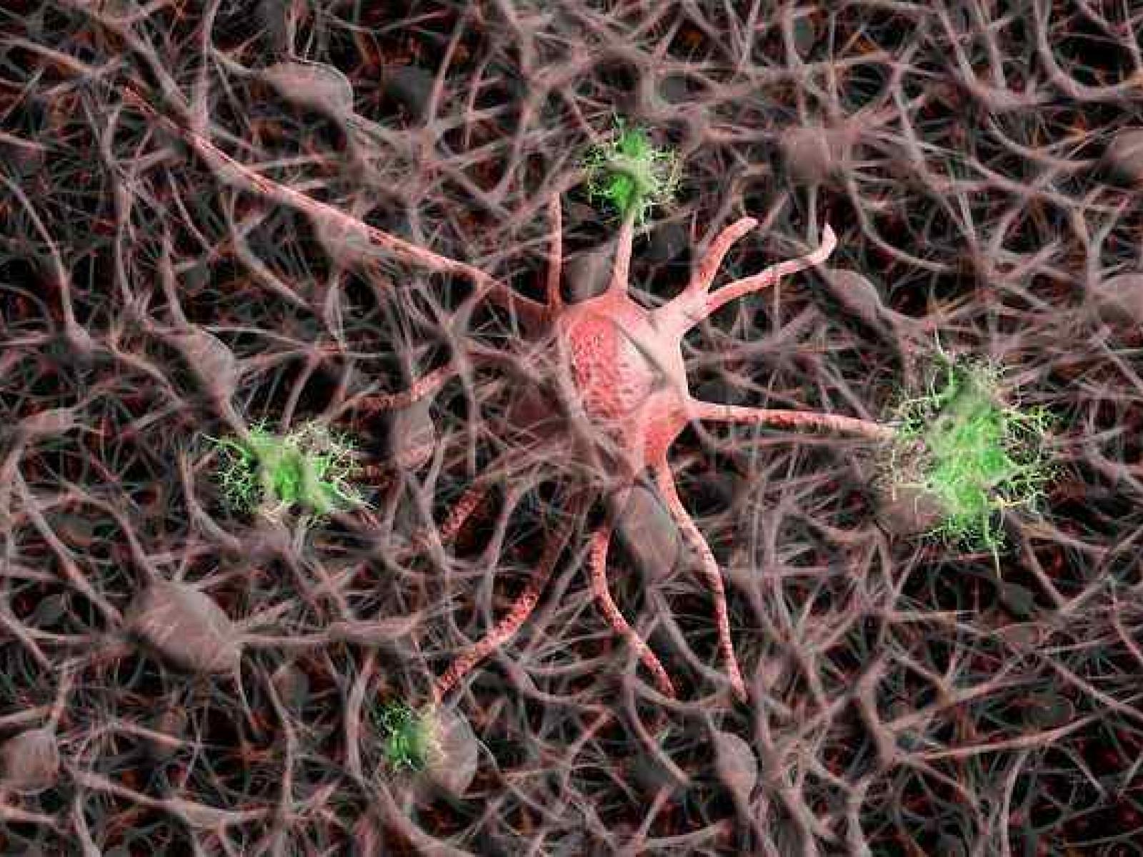 Neurons